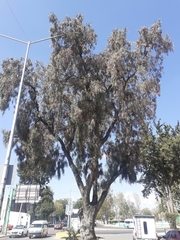 Schinus molle