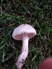 Leucoagaricus leucothites