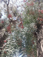 Schinus molle