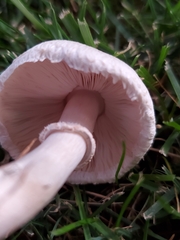 Leucoagaricus leucothites