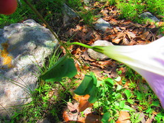Ipomoea hartwegii