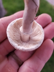Leucoagaricus leucothites