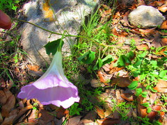 Ipomoea hartwegii