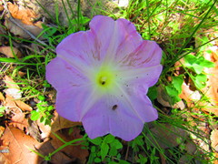 Ipomoea hartwegii