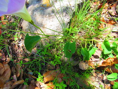 Ipomoea hartwegii