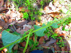Ipomoea hartwegii