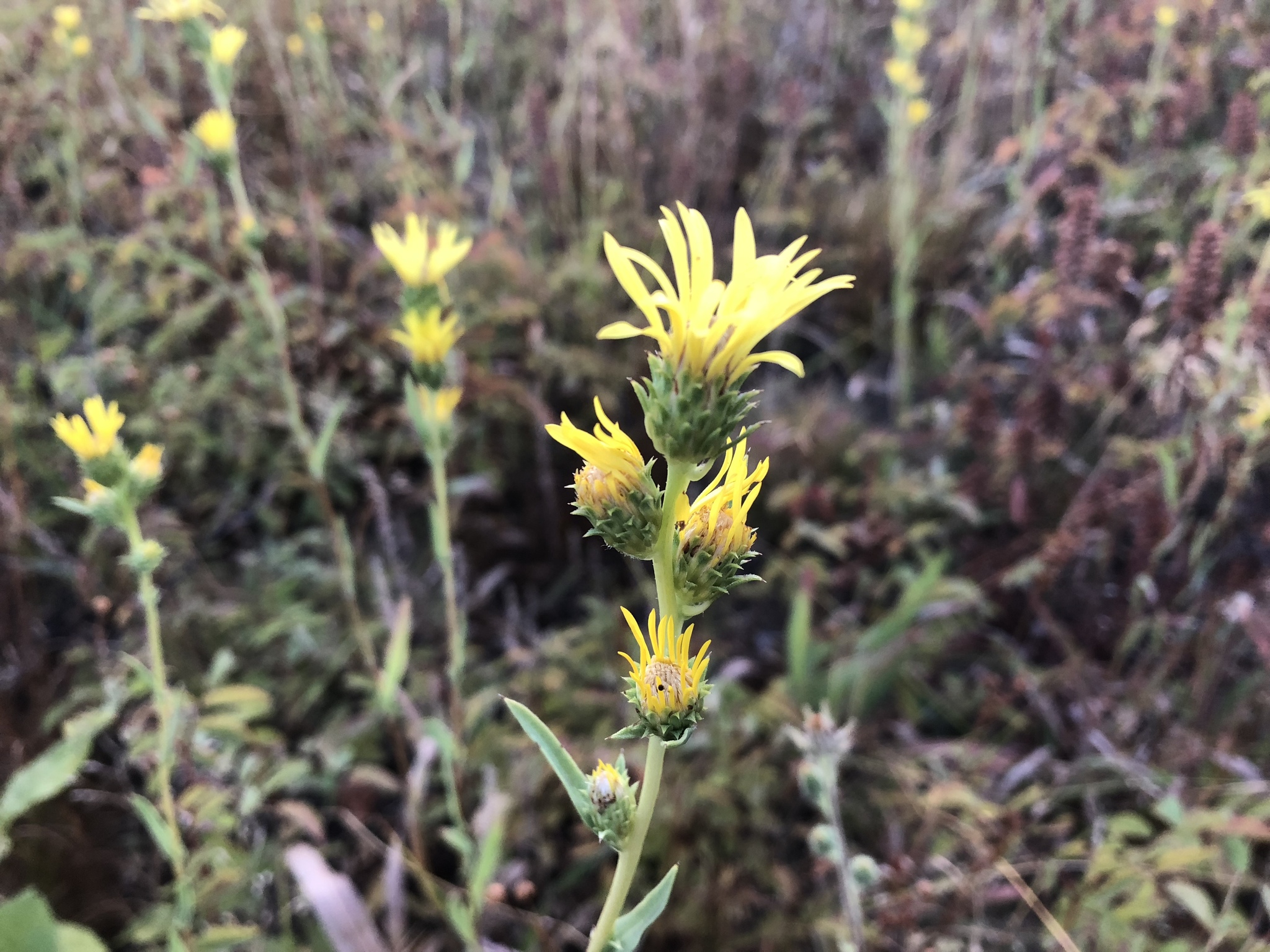 Pyrrocoma racemosa var. racemosa