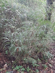 Chusquea longifolia
