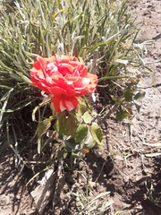 Rosa