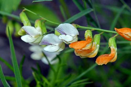 Image of Lathyrus graminifolius by (c) Tom Kennedy, some rights reserved (CC BY)