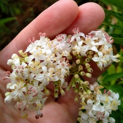 Sambucus ebulus