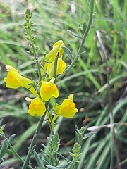 Linaria