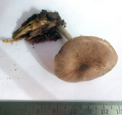 Pluteus hongoi