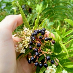 Sambucus ebulus