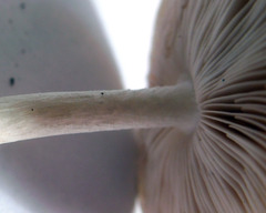 Pluteus hongoi