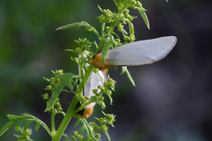 Chrysoecia thoracica