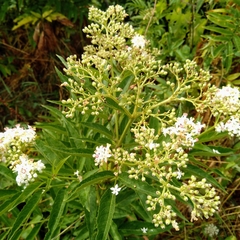 Sambucus ebulus