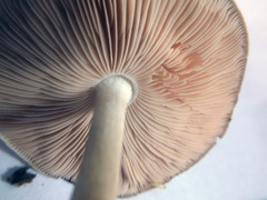 Pluteus hongoi