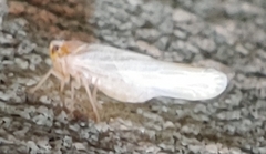 Neocenchrea heidemanni