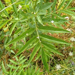 Sambucus ebulus