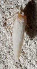 Neocenchrea heidemanni