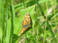 Phyciodes batesii