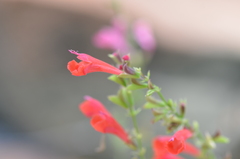 Salvia coccinea