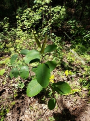 Asclepias variegata