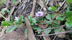 Dyschoriste microphylla