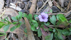 Dyschoriste microphylla