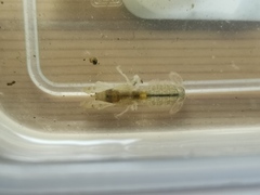 Upogebia