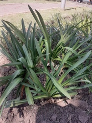 Liliopsida