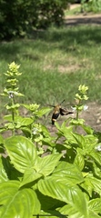 Hemaris diffinis