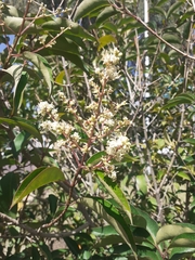 Magnoliopsida