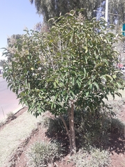 Magnoliopsida