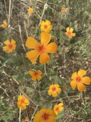Kallstroemia grandiflora