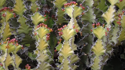 Euphorbia cooperi var. calidicola