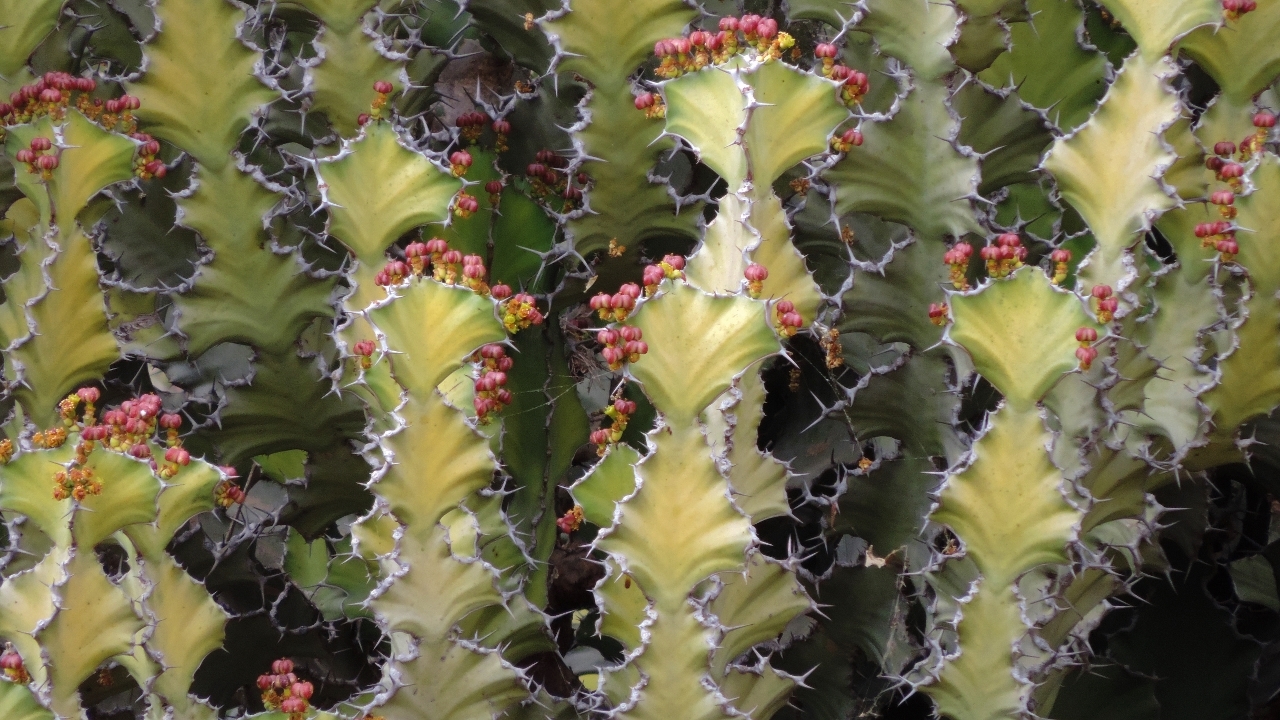Euphorbia cooperi var. calidicola