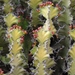 Euphorbia cooperi calidicola - Photo (c) i_c_riddell, algunos derechos reservados (CC BY)