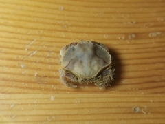 Glebocarcinus amphioetus