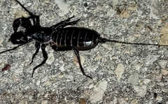 Mastigoproctus giganteus