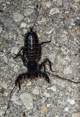 Mastigoproctus giganteus