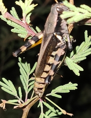Melanoplus eumera