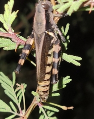 Melanoplus eumera