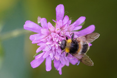 Sericomyia