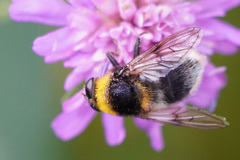 Sericomyia
