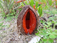 Hydnora africana