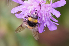Sericomyia