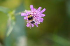 Sericomyia