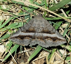 Lesmone griseipennis